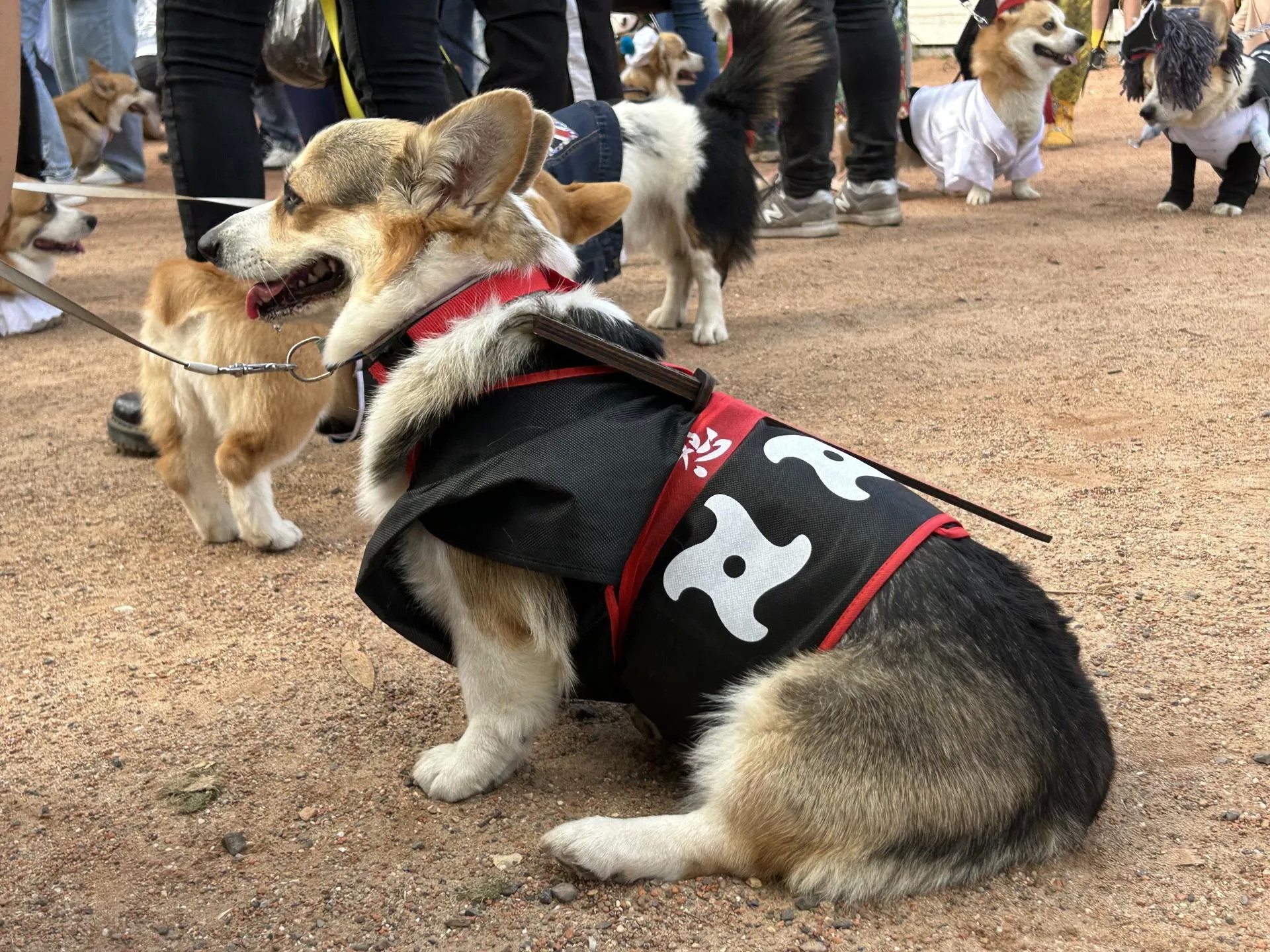 Свободная собака. Фестиваль корги спб 2024 20 октября. Фестиваль хвостиков. Фестиваль корги спб 2024 20 октября. Корги и дети.